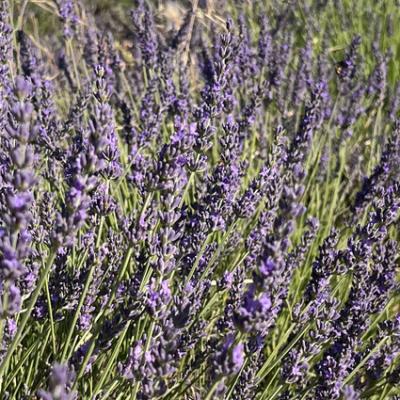 20250628 080342848 Ios